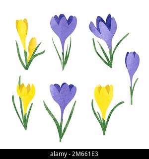 Set of yellow and purple watercolor crocus flowers. Vector illustration. Stock Vector