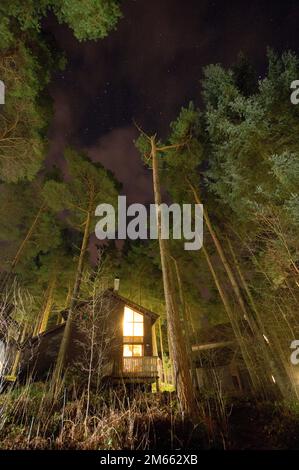 Woodland at night Stock Photo