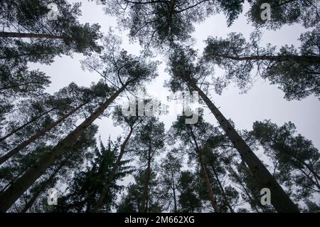 Look up Stock Photo