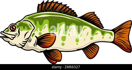 Perch hand drawn engraving fish isolated on white background. Vector ...