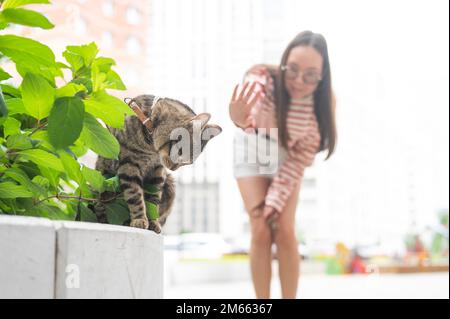 A striped cat sits on a bench outdoors. Young woman walking with her pet outdoors. Stock Photo
