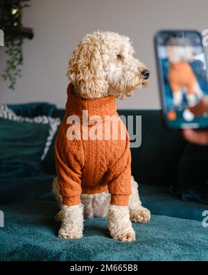 Cockapoo Dog standing on green couch wearing an orange winter jumper Stock Photo