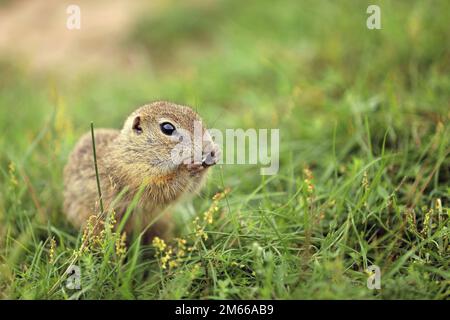 European ground squirrel standing in the grass. Spermophilus citellus Wildlife scene from nature. Ground squirrel on meadow Stock Photo