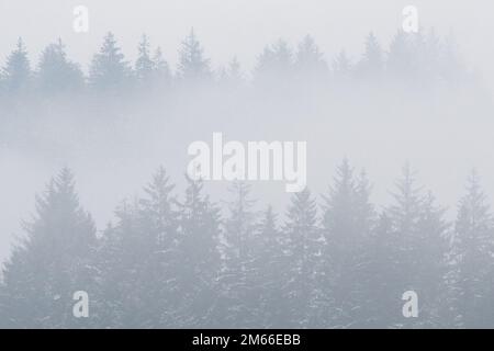 Pine trees in mist - Scotland, UK Stock Photo