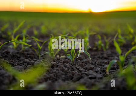 Rows of young fresh corn seedling. Maize growing in a fertile soil on a field. Cultivating of sorts corn. Agriculture. Stock Photo