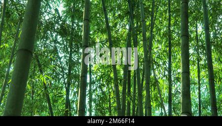 Green bamboo forest, bamboo background, Bamboo forest Stock Photo