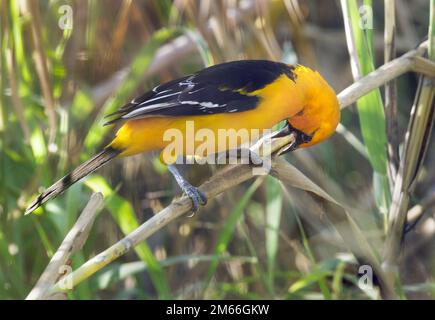 Altamira oriole (Icterus gularis) searching insects in dry reed, Rio Grande Valley, Texas, USA. Stock Photo