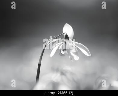 Snowdop flowers, Close up, low angle views of Isolated Snowdrop flowers Stock Photo