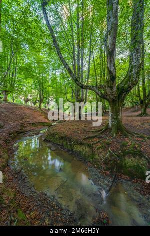 Otzarreta beech forest, Hayedo Otzarreta, Gorbea Natural Park, Basque Country, Spain Stock Photo