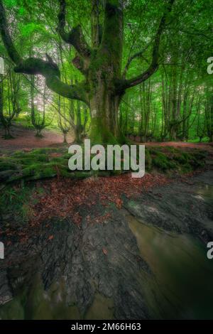 Otzarreta beech forest, Hayedo Otzarreta, Gorbea Natural Park, Basque Country, Spain Stock Photo