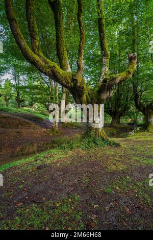 Otzarreta beech forest, Hayedo Otzarreta, Gorbea Natural Park, Basque Country, Spain Stock Photo