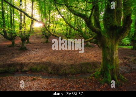 Otzarreta beech forest, Hayedo Otzarreta, Gorbea Natural Park, Basque Country, Spain Stock Photo