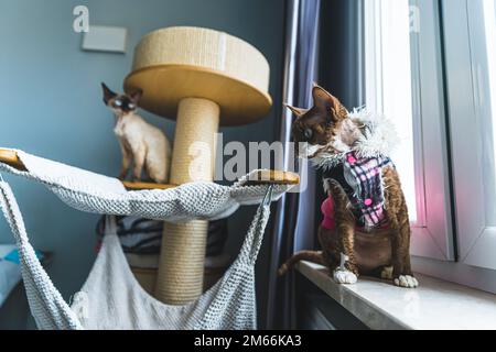 One Devon rex cat sitting on a Windowsill and looking down. Another cat sitting on the cat tower in the background. Medium shot. High quality photo Stock Photo