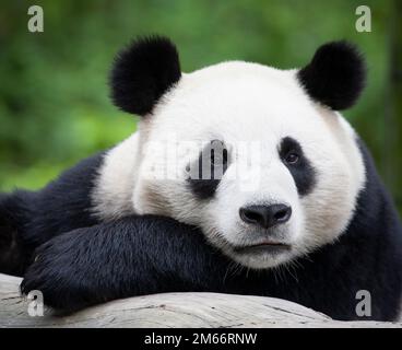 Giant Panda face close up, resting on tree trunk, in Wolong National Nature Reserve, Sichuan Province, China. Ailuropoda melanoleuca Stock Photo
