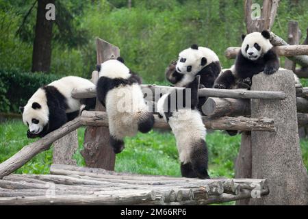Panda clubs playing outdoors at the Giant Panda Breeding Centre in Wolong National Nature Reserve, Sichuan Province, China. Ailuropoda melanoleuca Stock Photo