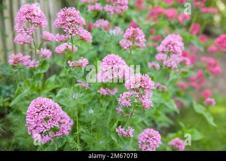 Valerian flowers, Valeriana Officinalis, perennial plant growing in a UK garden flowerbed Stock Photo