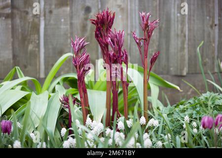 Peony plant shoots emerging amongst white muscari in a garden flowerbed in spring, UK Stock Photo