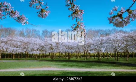 Kersenbloesempark flower park There are 400 cherry trees in Amsterdamse Bos, In the spring you can enjoy the beautiful cherry blossom or Sakura. Netherlands Stock Photo