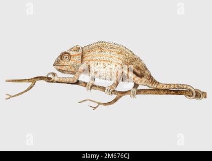 Vintage chameleon on the tree branch illustration vector Stock Vector