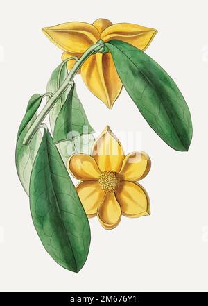 Vintage laurel-leaved custard apple branch for decoration Stock Vector
