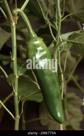 GREEN BIRD'S EYE CHILI PEPPER PLANT. Stock Photo