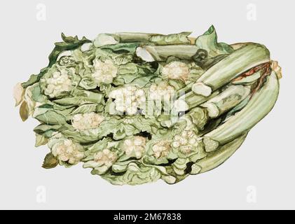 Vintage fresh cauliflower illustration vector Stock Vector
