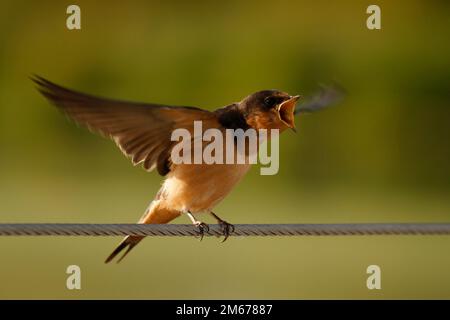 A Barn Swallow (Hirundo rustica) flapping blurred wings and calling with an open beak while perched on a wire. Taken in Victoria, BC, Canada. Stock Photo