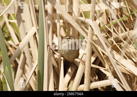 A single Marsh Wren (Cistothorus palustris) standing with legs spread on dry grass reeds. Taken in Victoria, BC, Canada. Stock Photo