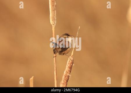 A single Marsh Wren (Cistothorus palustris) standing on dry cattail reeds with its legs spread on two different ones against a blurred brown backgroun Stock Photo