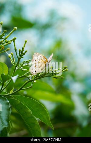 Close up Macro image of a beautiful White peacock butterfly siting on leaf with blurred background, beautiful butterfly sitting on leaf of a plant or Stock Photo