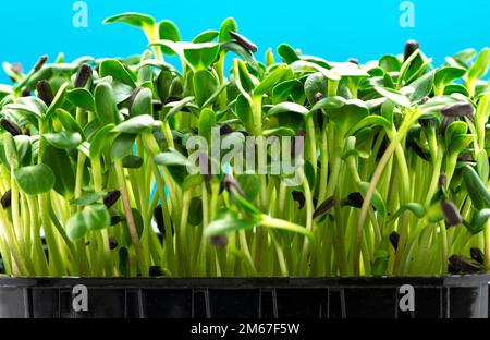 Sunflower microgreens in a plastic tray on a blue background close-up. Stock Photo