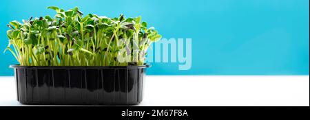 Sunflower microgreens in a plastic tray. Microgreen sprouts are healthy and fresh food. Germination of microgreens on hemp biodegradable mats. Germina Stock Photo