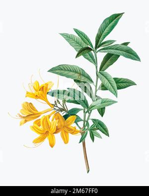 Vintage blooming yellow Azalea vector Stock Vector
