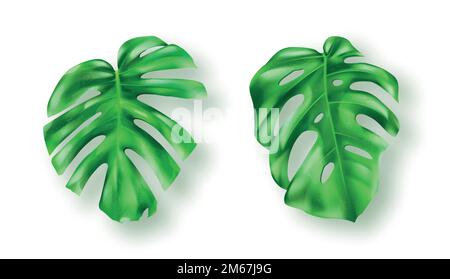 Tropical green monstera leaves on white background vector set. Beautiful botanical isolated design element, tropic jungle palm plant, exotic philodendron leaf in realistic style Stock Vector