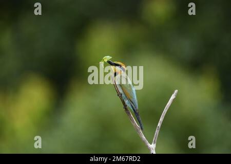 An Australian adult female Rainbow Bee-eater -Merops ornatus- bird perched on a branch with a freshly caught Praying Mantid in colourful soft light Stock Photo