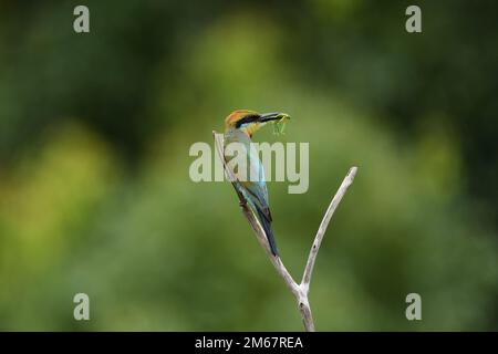 An Australian adult female Rainbow Bee-eater -Merops ornatus- bird perched on a branch with a freshly caught Praying Mantid in colourful soft light Stock Photo