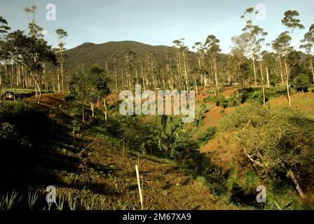Agricultural fields operated by villagers and eucalyptus trees planted by Perhutani—government-owned enterprise on forestry—inside Mount Gede Pangrango National Park, West Java, Indonesia; photographed in a background of Mount Gede volcano in 2013 during a tree adoption program—a  part of reforestation project in the protected park. Stock Photo