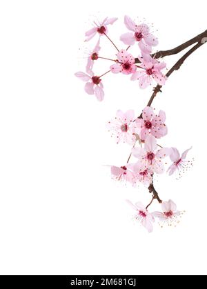 Branches of Sakura isolated on white background. Stock Photo