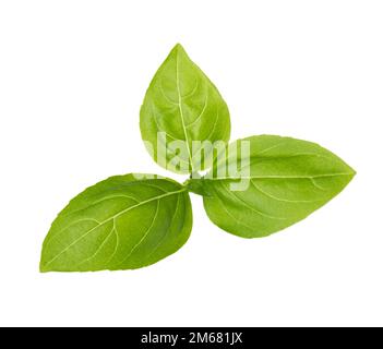 Fresh leaves of Basil isolated on white background. Stock Photo