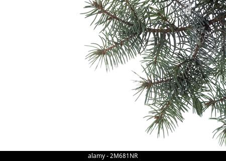 Blue Spruce branch  isolated on white background Stock Photo