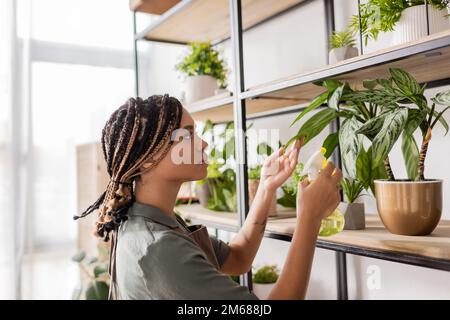 side view of african american florist with braids spraying potted plant on rack in flower shop,stock image Stock Photo