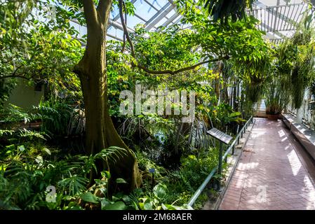 Steinhardt Conservatory, Tropical collection,, Brooklyn Botanic Garden, founded in 1910, Brooklyn, New York City, USA, Stock Photo