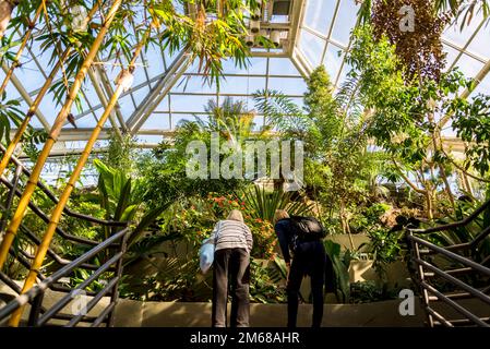 Steinhardt Conservatory, Tropical collection,, Brooklyn Botanic Garden, founded in 1910, Brooklyn, New York City, USA, Stock Photo