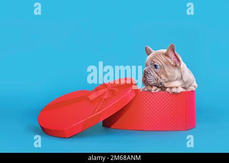 Valentine's day puppy. French Bulldog dog in heart shaped gift box on blue background Stock Photo