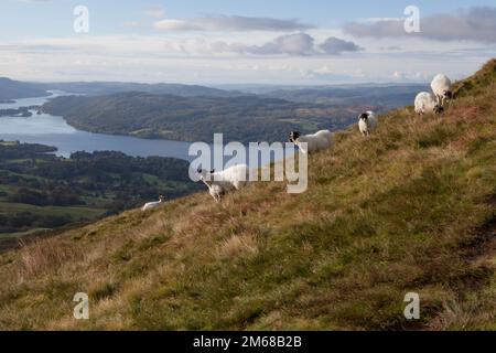 Sheep grazing on Wansfell Pike, overlooking Lake Windermere in the Lake District Stock Photo