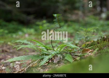 Struthiopteris spicant, syn. Blechnum spicant, is a species of fern in the family Blechnaceae Stock Photo