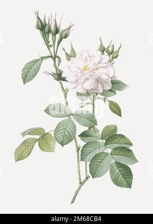 Autumn Damask Rose, also known as Rosebush of the Four Seasons with White Flowers (Rosa bifera alba) from Les Roses (1817–1824) by Pierre-Joseph Redou Stock Vector