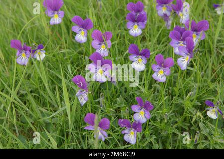A clump of wild pansy Viola Tricolor growing by the River Tees in Moor House Upper Teesdale, County Durham Stock Photo