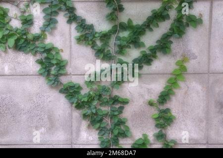 It is believed that Ficus pumila is an air-purifying ivy. And make the area shady and cool Stock Photo