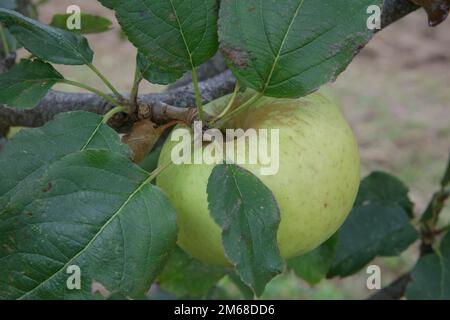 Green apples on a tree ready for picking Stock Photo